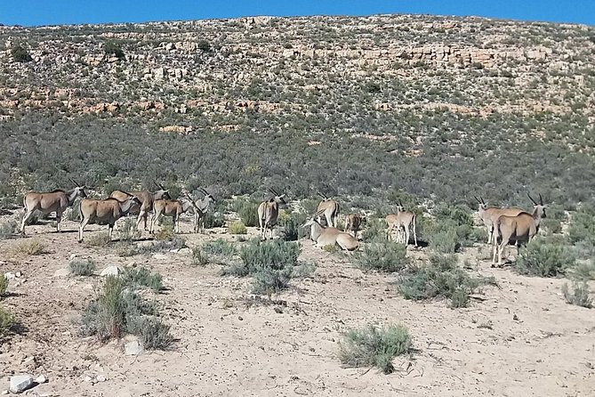 Big 5 Full Day Safari Aquila Lunch plus Breakfast From Cape Town - Who should book this Cape Town safari?