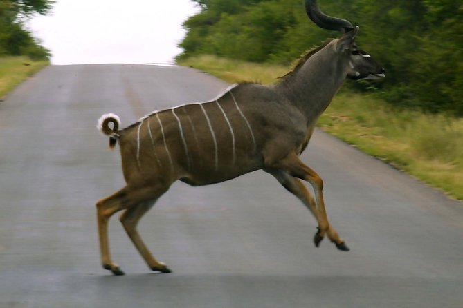 BIG 5 Kruger 3 Days Safari from Johannesburg - Day 3: One last safari before the road back
