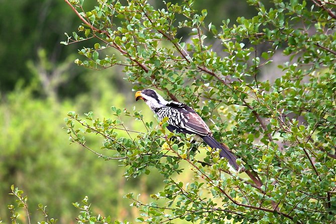 BIG 5 Kruger 3 Days Safari from Johannesburg - The lodge, transport, and group size
