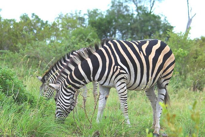 BIG 5 Kruger 3 Days Safari from Johannesburg - What the $907.63 price really covers