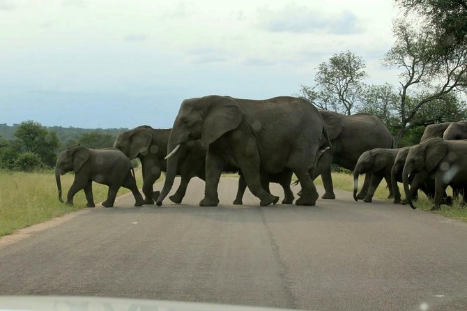 BIG 5 Kruger 3 Days Safari from Johannesburg - The guide can make or break the safari