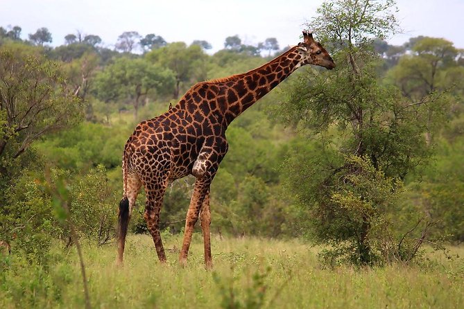 BIG 5 Kruger 3 Days Safari from Johannesburg - Who should book this Kruger safari?
