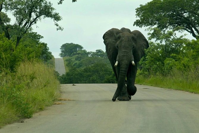 Big 5 Kruger National Park 2 Days Safari from Johannesburg - The 5:30 a.m. morning drive