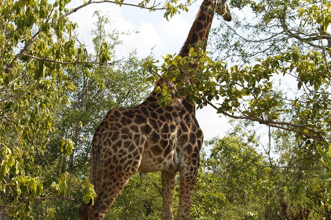 Big 5 Kruger National Park 2 Days Safari from Johannesburg - Guides, vehicles, and the group size