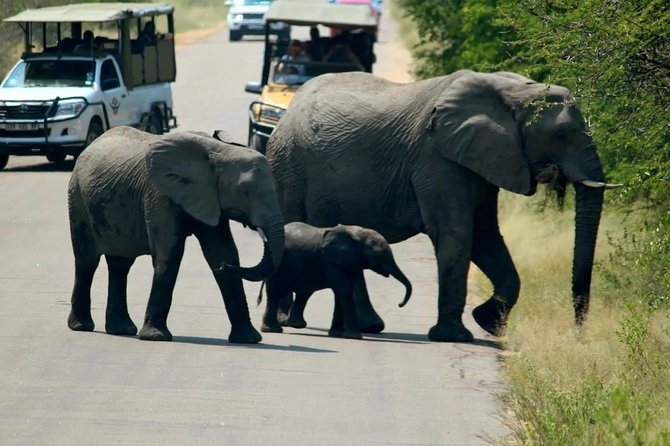 Big 5 Kruger National Park 2 Days Safari from Johannesburg - Is $721.48 good value for one night?