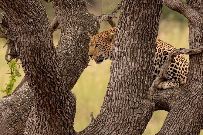 Big 5 Kruger National Park 2 Days Safari from Johannesburg - Who will enjoy this Kruger safari most?