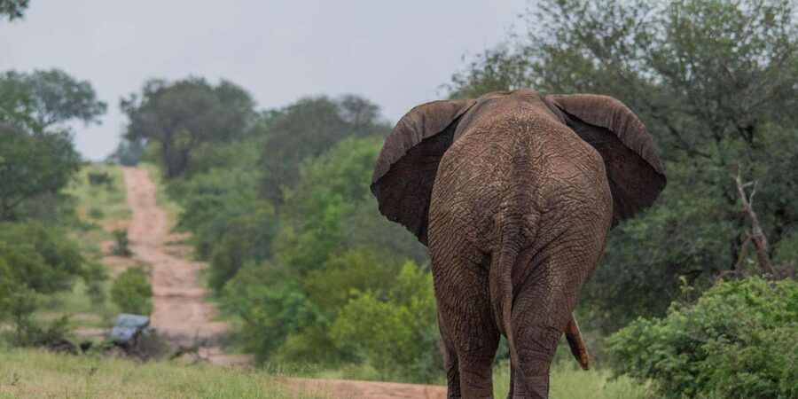 Big 5 Safari Am or Pm - Four hours of tracking in an open vehicle