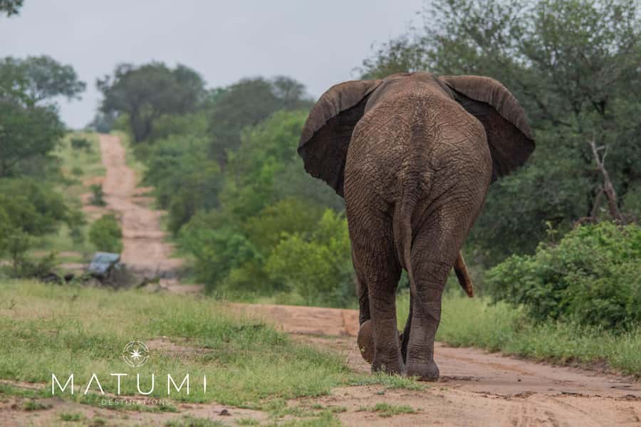 Big 5 Safari Am or Pm - What the guides add to the experience