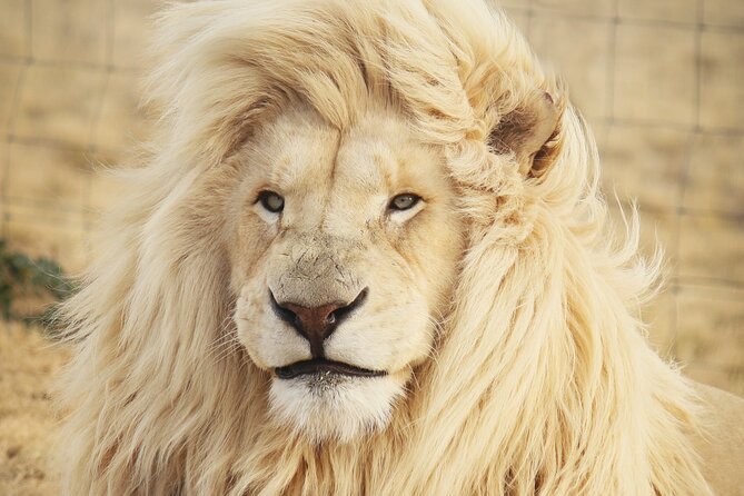 Big 5 Safari Aquila Full Day Private Return From Cape Town - Key Things to Know Before You Book