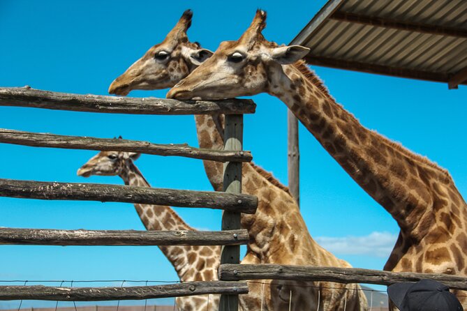 Big 5 Safari Aquila Full Day Private Return From Cape Town - Why Aquila Works as a Cape Town Safari