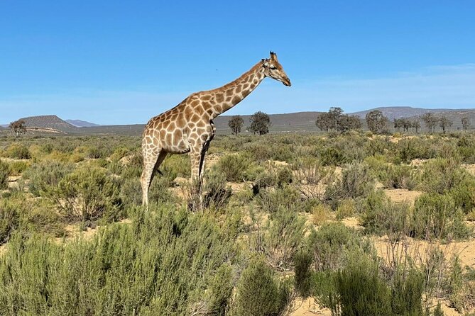 Big 5 Safari Aquila Full Day Private Return From Cape Town - The Open Vehicle and Ranger Experience