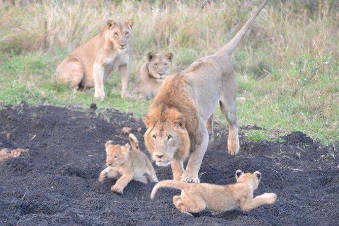 Big 5 Safari Durban Day Tour from Durban - Key points to know before booking