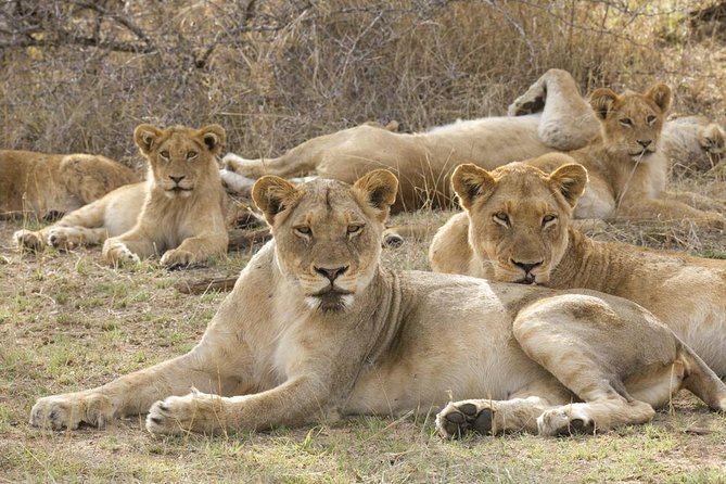 Big 5 Safari Experience at Pilanesberg National Park - Key points before you book