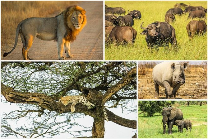 Big 5 Safari Experience at Pilanesberg National Park - The early start and ride from Johannesburg or Pretoria