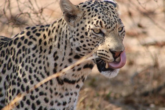 Big 5 Safari Experience at Pilanesberg National Park - What the $244.19 price really includes