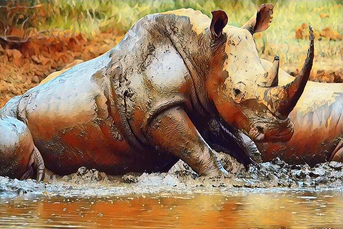 Big 5 Safari Experience at Pilanesberg National Park - Weather, group size, and the practical details