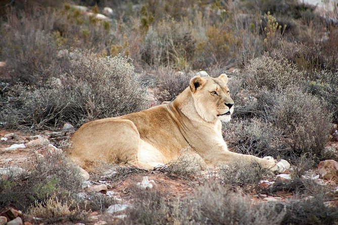 Big 5 Safari One Day Tour - Who should book this day trip?