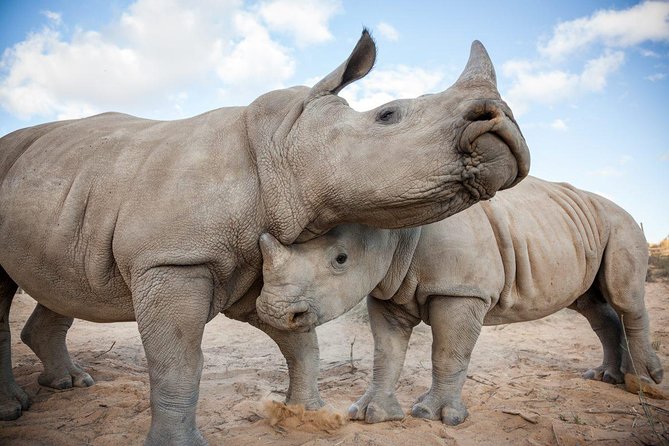 Big 5 Safari One Day Tour - What the guide and driver add