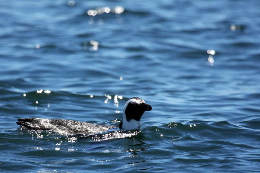 Big 5 Sea Safari Boat Ride of Gansbaai or Walker Bay - Leaving Gansbaai Harbour for Walker Bay