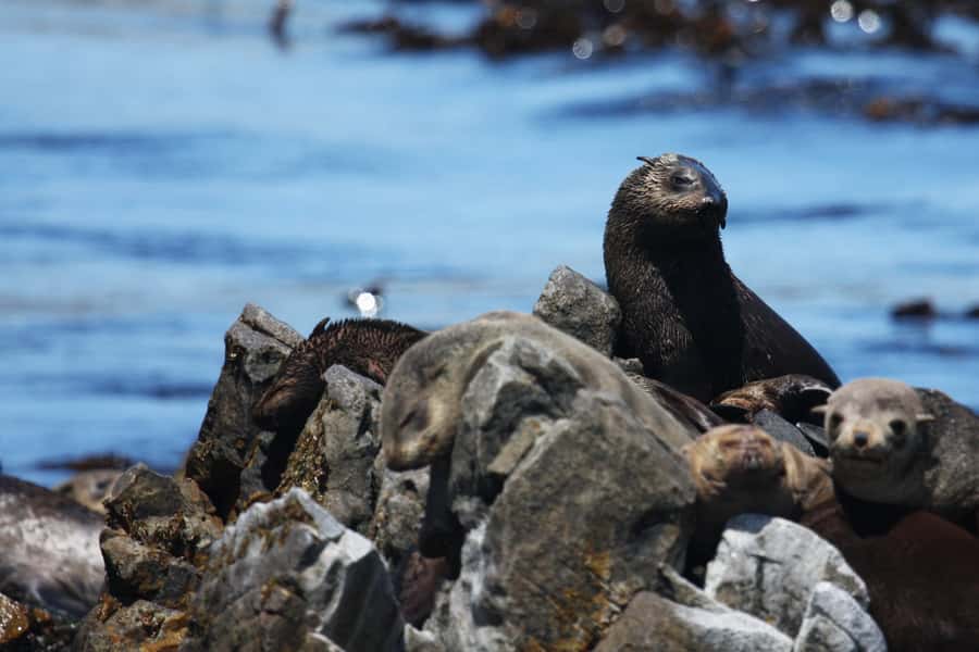 Big 5 Sea Safari Boat Ride of Gansbaai or Walker Bay - Searching the Middle of the Bay