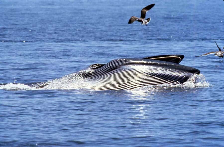 Big 5 Sea Safari Boat Ride of Gansbaai or Walker Bay - Danger Point and the Search for Bryde’s Whales