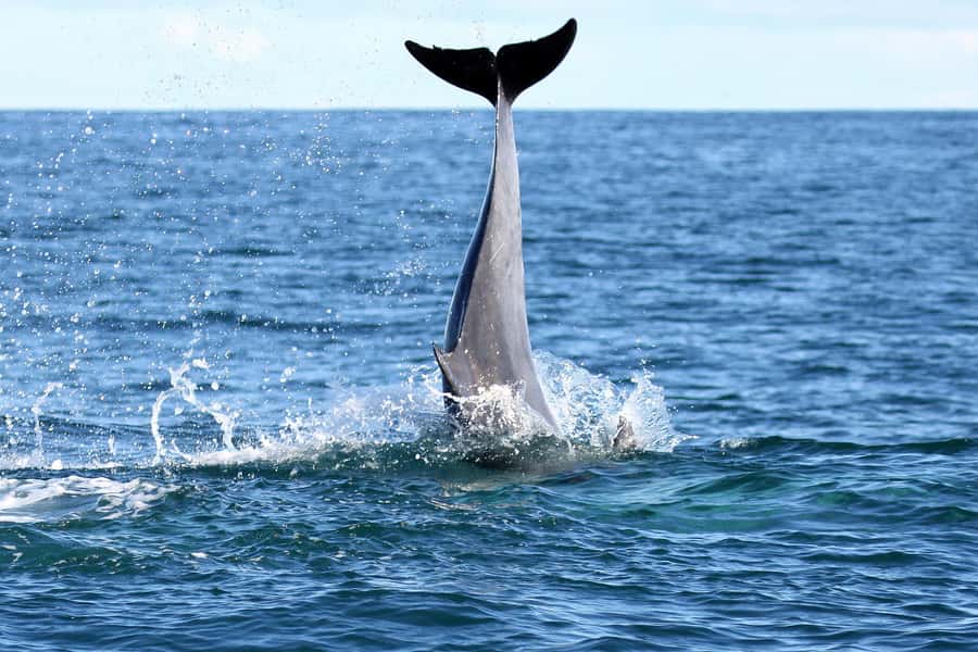 Big 5 Sea Safari Boat Ride of Gansbaai or Walker Bay - What the Marine Biologist Adds