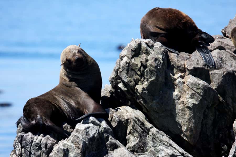 Big 5 Sea Safari Boat Ride of Gansbaai or Walker Bay - Who Will Enjoy This Boat Ride Most?