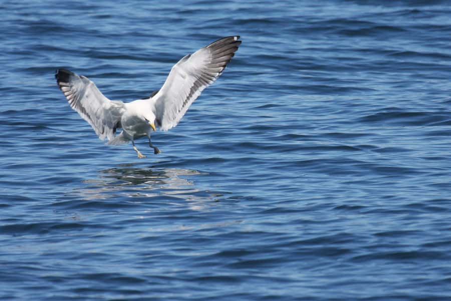 Big 5 Sea Safari Boat Ride of Gansbaai or Walker Bay - Practical Tips for a Better Two Hours
