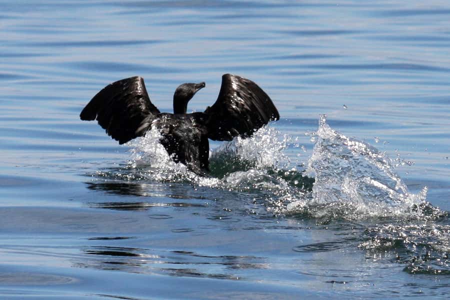 Big 5 Sea Safari Boat Ride of Gansbaai or Walker Bay - Should You Book the Big 5 Sea Safari?