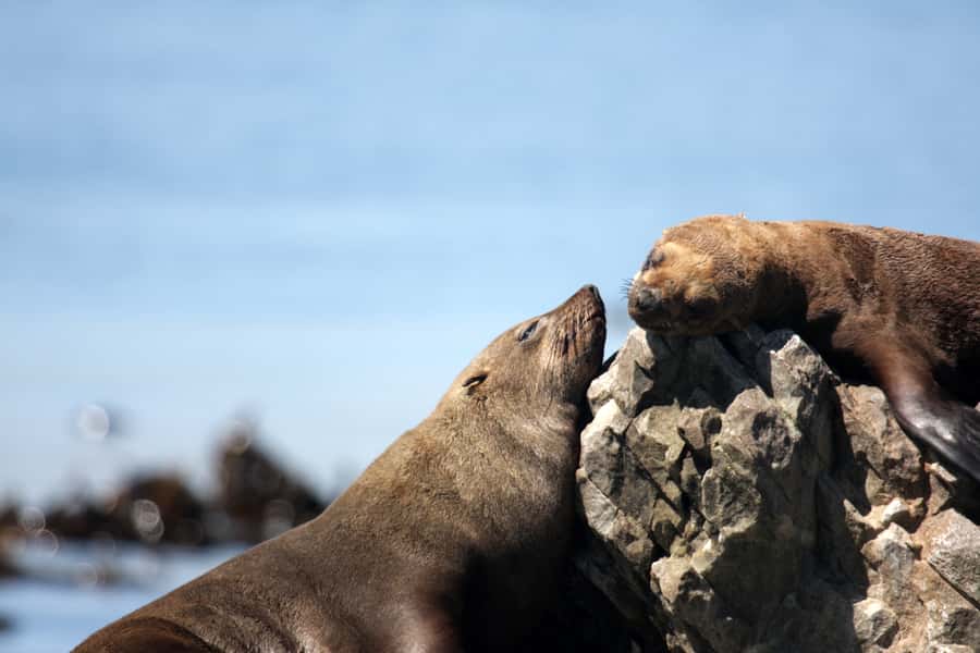 Big 5 Sea Safari Boat Ride of Gansbaai or Walker Bay - FAQ