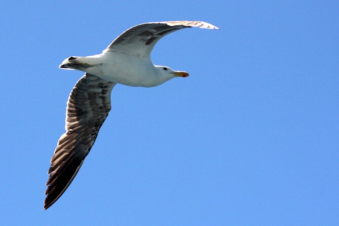 Big 5 Sea Safari in Walker Bay from Gansbaai - Key points to know before booking