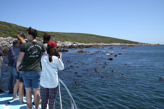 Big 5 Sea Safari in Walker Bay from Gansbaai - Why the Big 5 idea works in Walker Bay