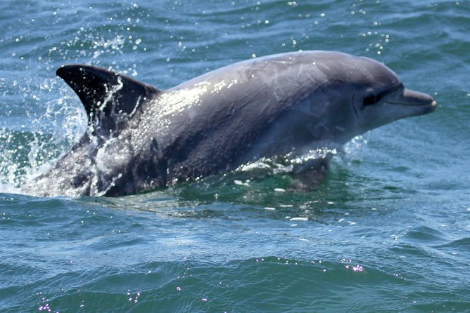 Big 5 Sea Safari in Walker Bay from Gansbaai - Heading into the middle of the bay