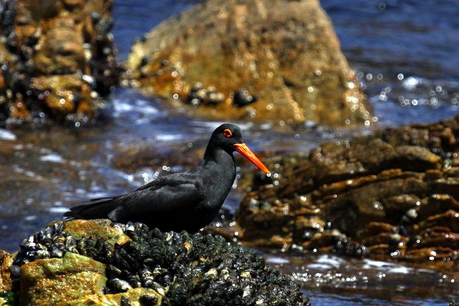Big 5 Sea Safari in Walker Bay from Gansbaai - How much wildlife might you see?