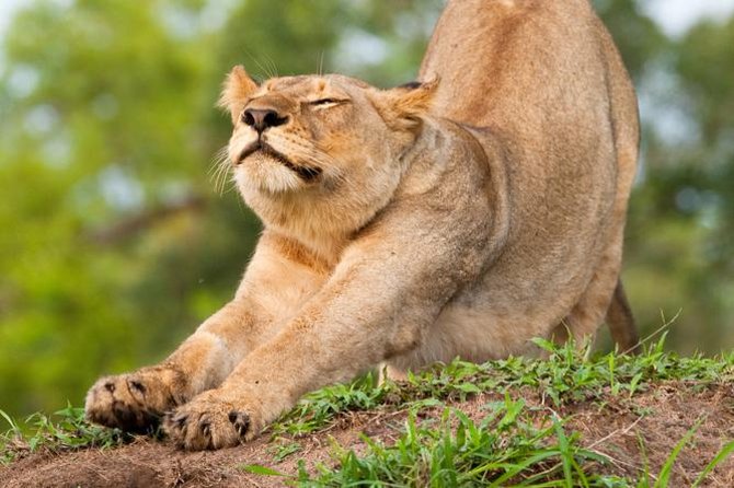 Big Five Afternoon Game Safari in Kruger National Park from Hazyview - What makes this safari worth considering