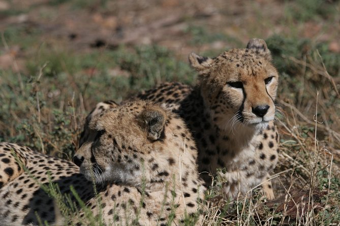 Big Five Game Reserve Wildlife Safari from Cape Town - Key points to know before you book