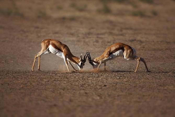Big Five Game Reserve Wildlife Safari from Cape Town - Leaving Cape Town for the Karoo