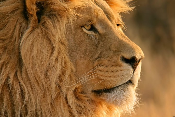 Big Five Safari and Breede River Valley Guided Day Trip - Why this Cape Town safari makes sense