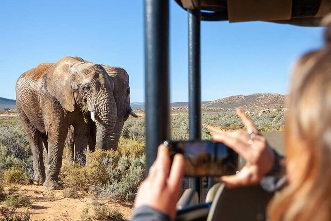 Big Five Safari Experience Near Cape Town ,South Africa - Key points to know before you book