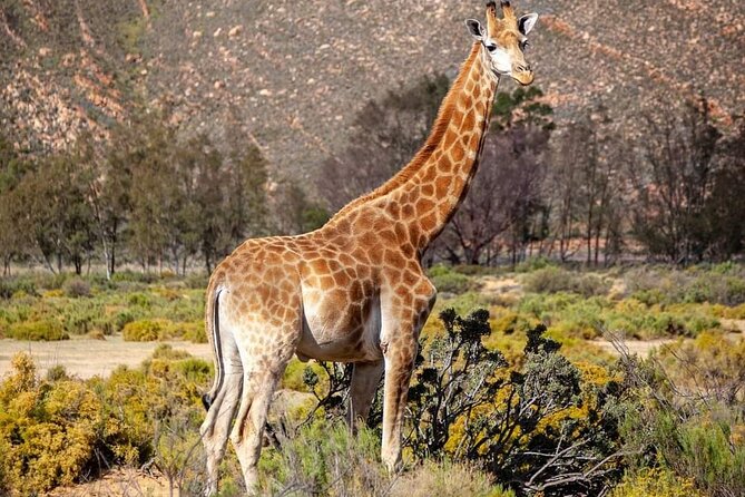 Big Five Safari Experience Near Cape Town ,South Africa - The 8:40 to 9:00 pickup in Cape Town