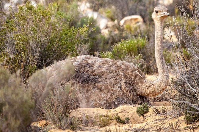 Big Five Safari Experience Near Cape Town ,South Africa - What the Big Five label really means here