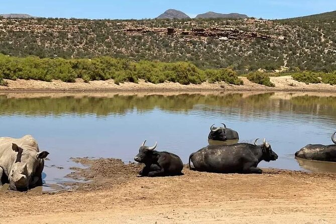 Big Five Safari Experience Near Cape Town ,South Africa - Who should book this experience?
