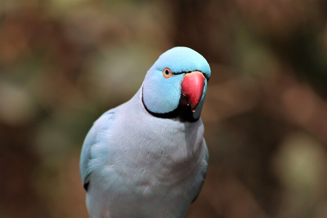 Birds of Eden Admission Ticket - Key points before you go