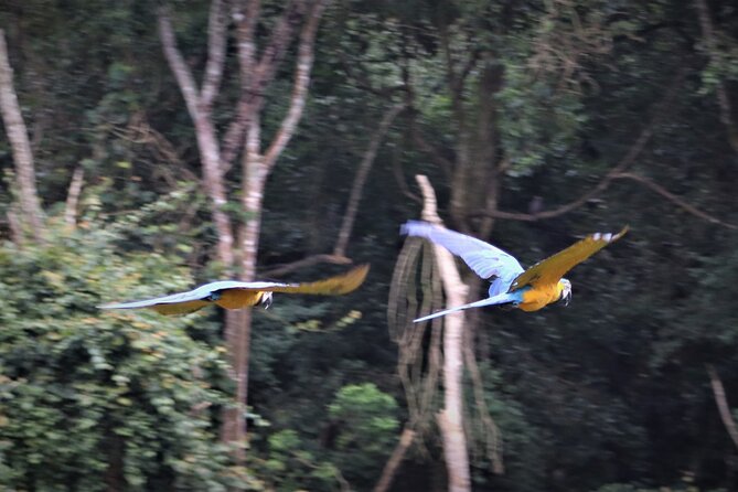 Birds of Eden Admission Ticket - Bird life, from Knysna louries to graceful cranes