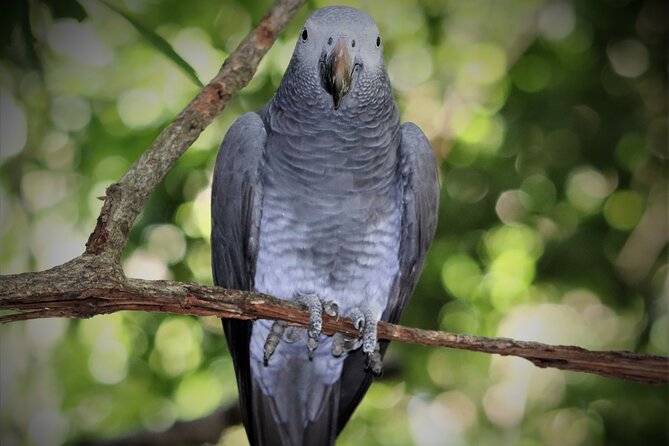 Birds of Eden Admission Ticket - Self-guided freedom or a complimentary guide