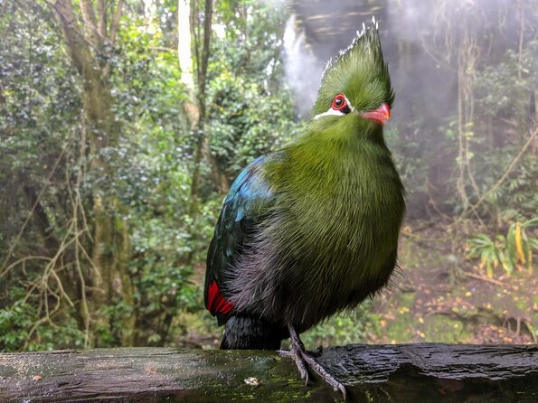Birds of Eden Admission Ticket - How much time should you set aside?