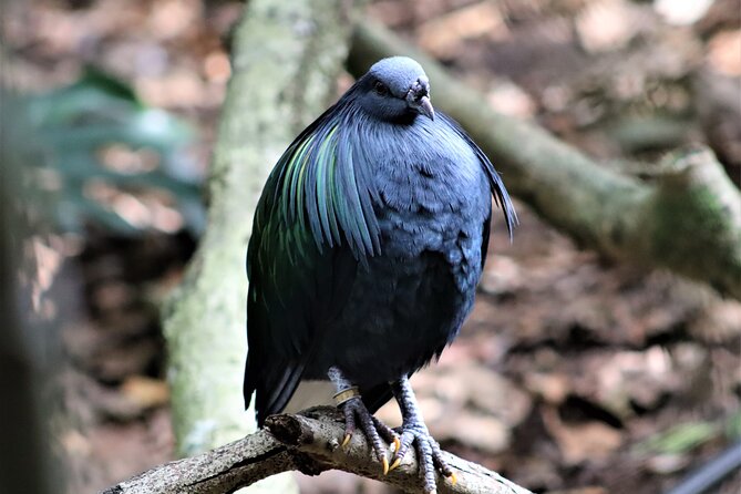 Birds of Eden Admission Ticket - Is the $24.82 ticket good value?