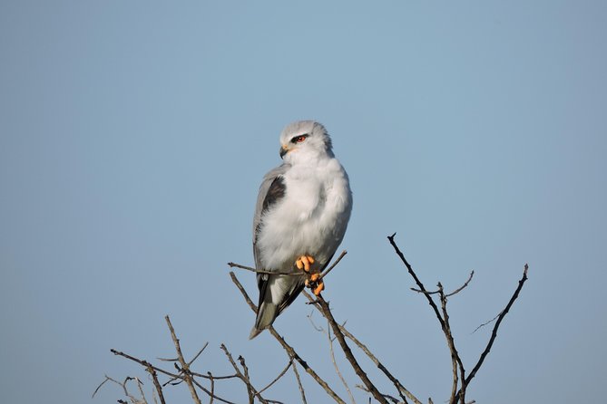 Birdwatching in Cape Town - Morning among Kirstenbosch’s fynbos and forest
