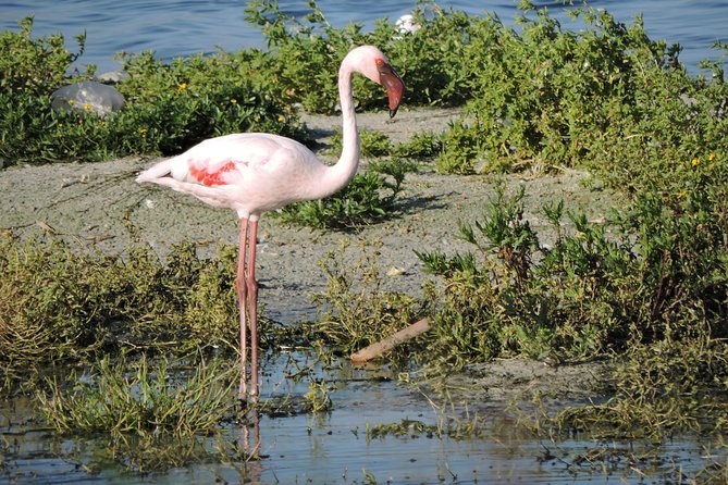 Birdwatching in Cape Town - Strandfontein Sewage Works and its 80-species potential