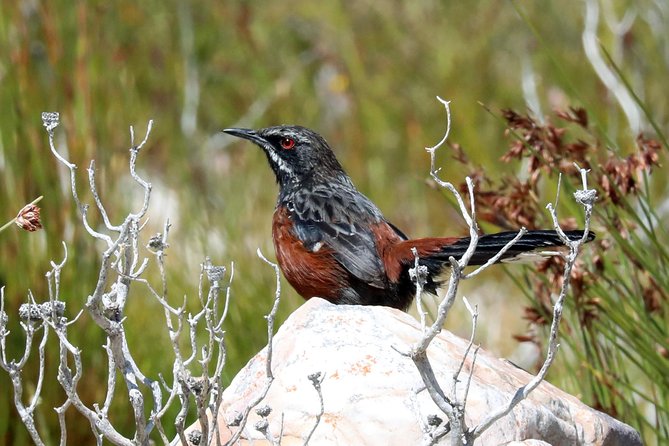 Birdwatching in Cape Town - Alfie’s role as guide and driver